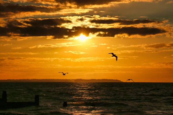 Whitstable’s Marine Environment Group (MEG)